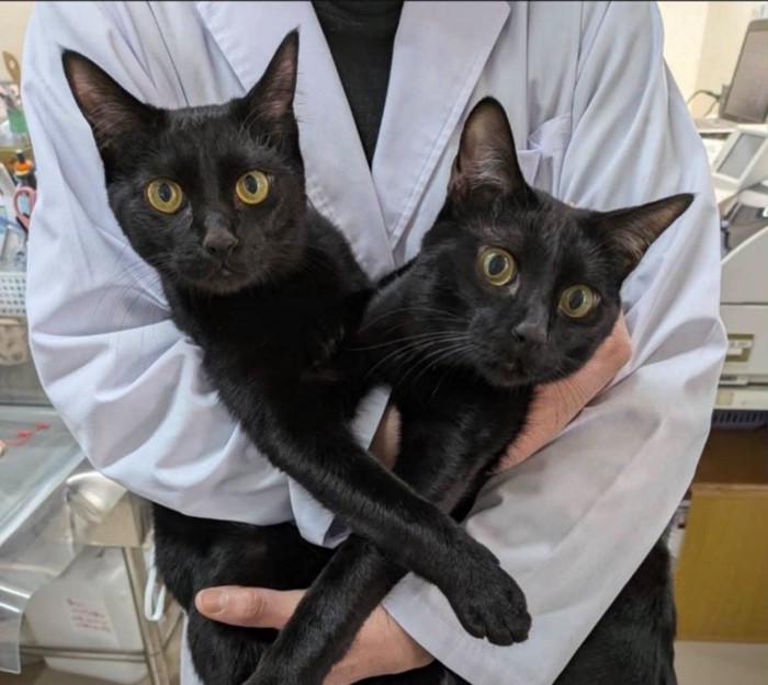 抱えられている2匹の黒猫
