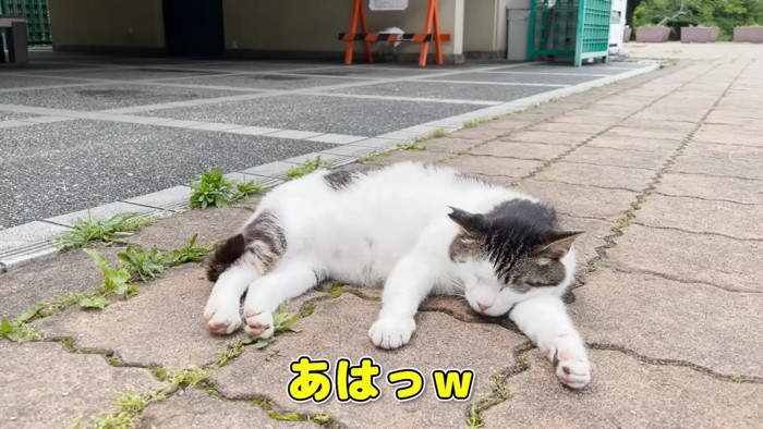 寝ている猫「あはっw」