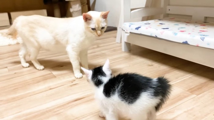 向き合う白猫と子猫