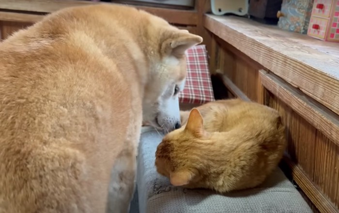丸くなって眠る猫とそれを見つめる柴犬