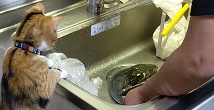 魚を洗う男性と猫
