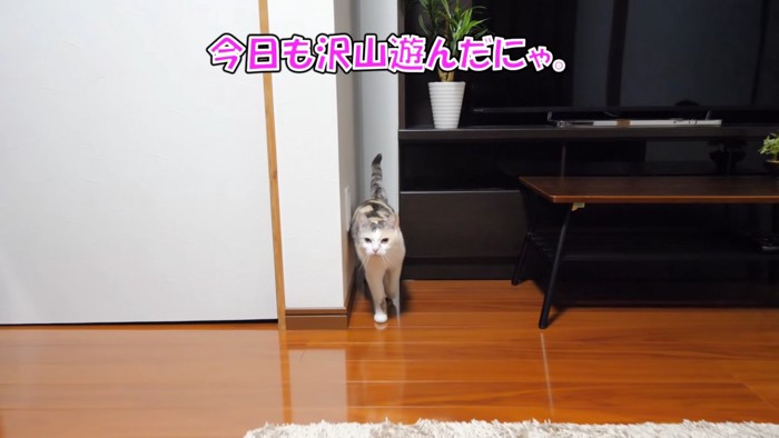 歩いてくる猫