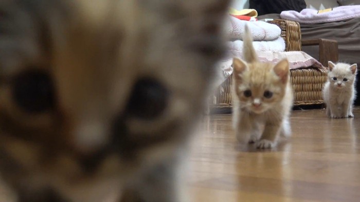サビちゃんのドアップ