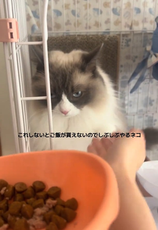 睨むぷあちゃん