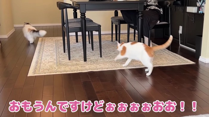 追いかける猫
