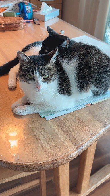 猫たちに話しかける女性