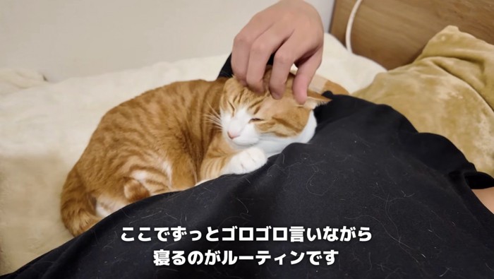 主さんの脇で寝るはっさくくん