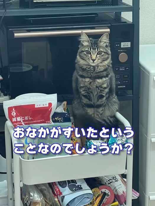 ワゴンに座る子猫