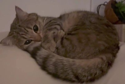 クッションの上にいる猫