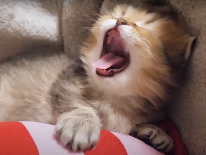 あくびする子猫