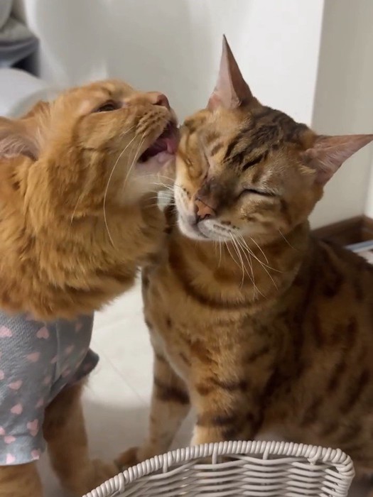 猫の顔をなめる猫