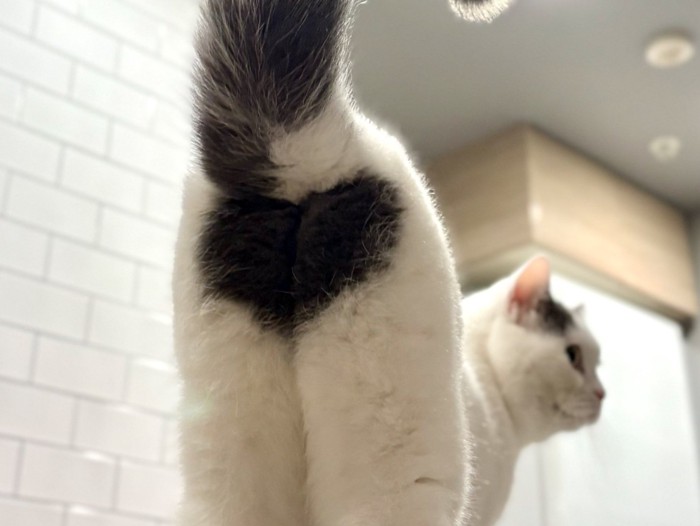 おしりにハートマーク