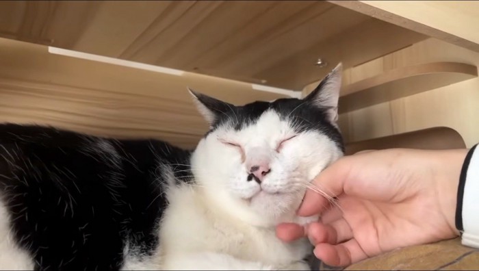 撫でられて目をつぶる白黒模様の猫