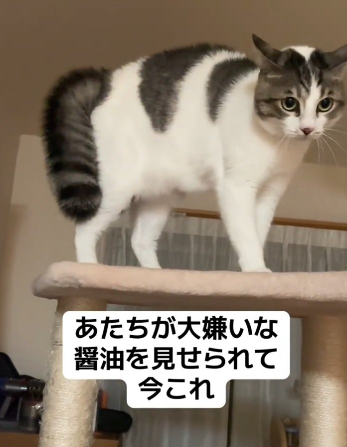 耳がピンとなる猫
