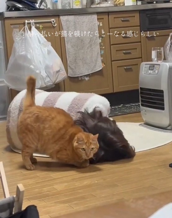 ドヤ顔する猫