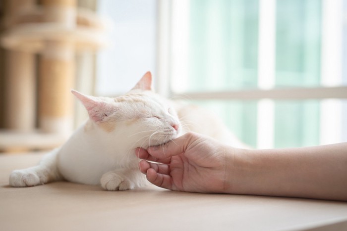 顎の下をなでられて気持ちよさそうな猫