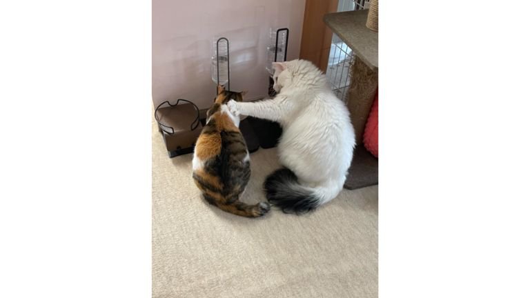 並んでいる2匹の猫