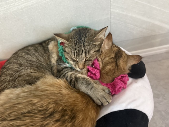 ルルちゃんとララちゃん