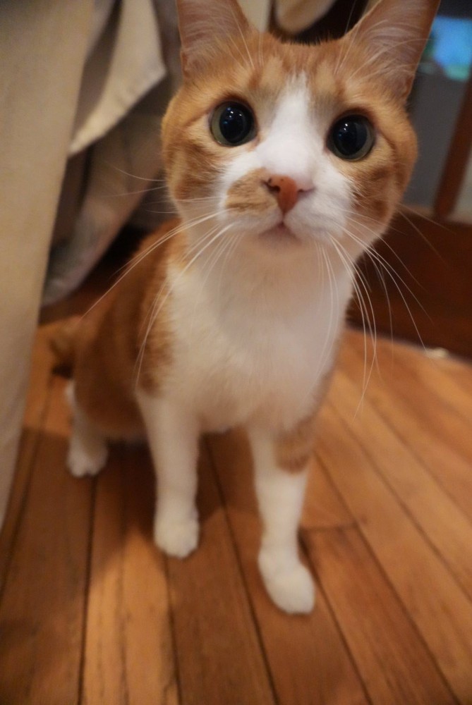 カメラに近づく猫