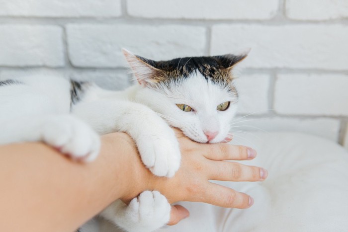 指に噛みつく猫