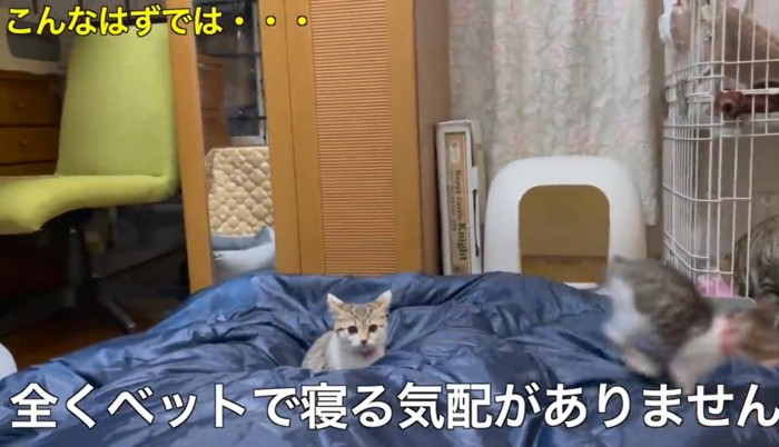 寝ている飼い主の足の間から覗く子猫