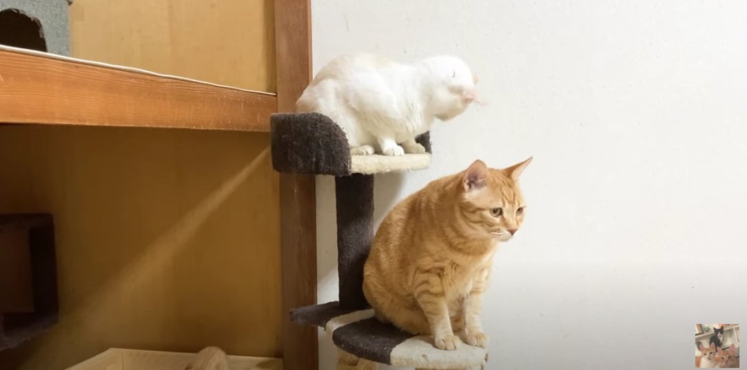 キャットタワーに2匹の大人猫