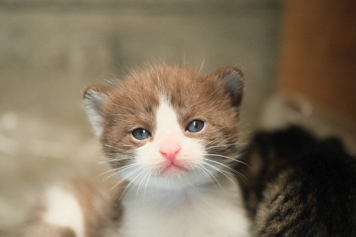 生後まもない子猫たち