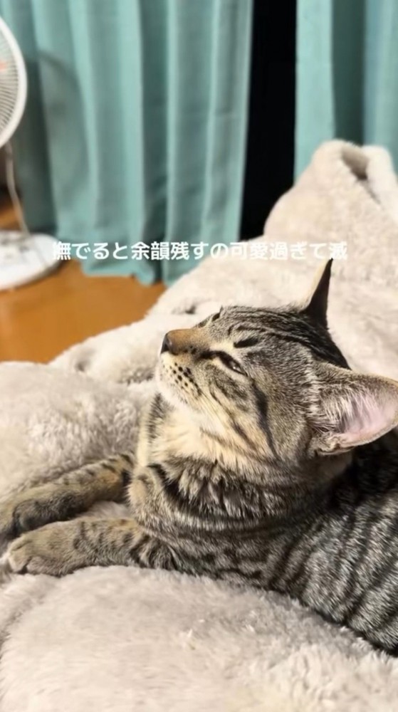目を薄く開ける猫