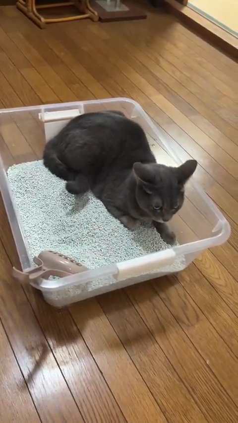 イカ耳の猫