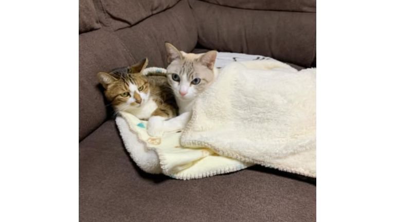 寝ている猫たち