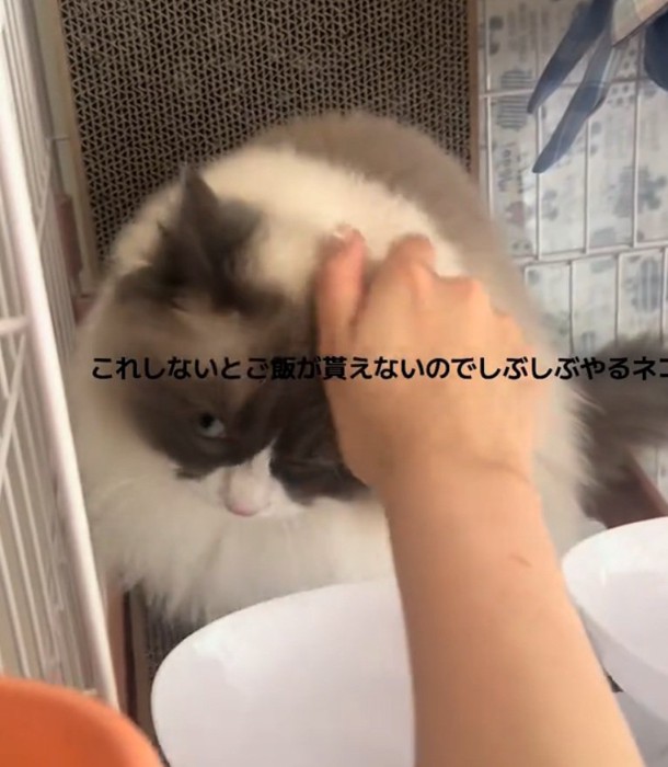 撫でられるぷあちゃん