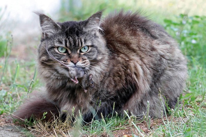 ネズミをくわえる猫