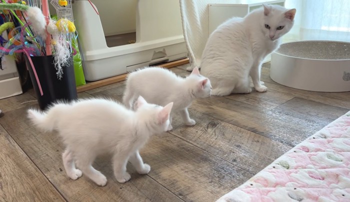 振り返った成猫に毛を逆立てる子猫