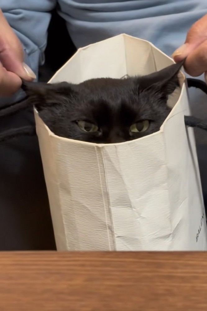 紙袋に入った猫の写真1