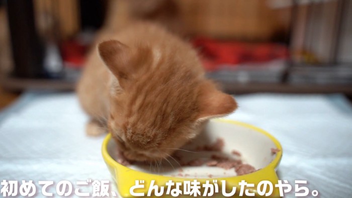 ごはんを食べる子猫