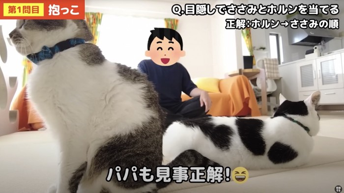 男性の前でくつろぐ猫2匹
