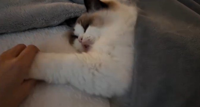 人間が猫の手をつかむ