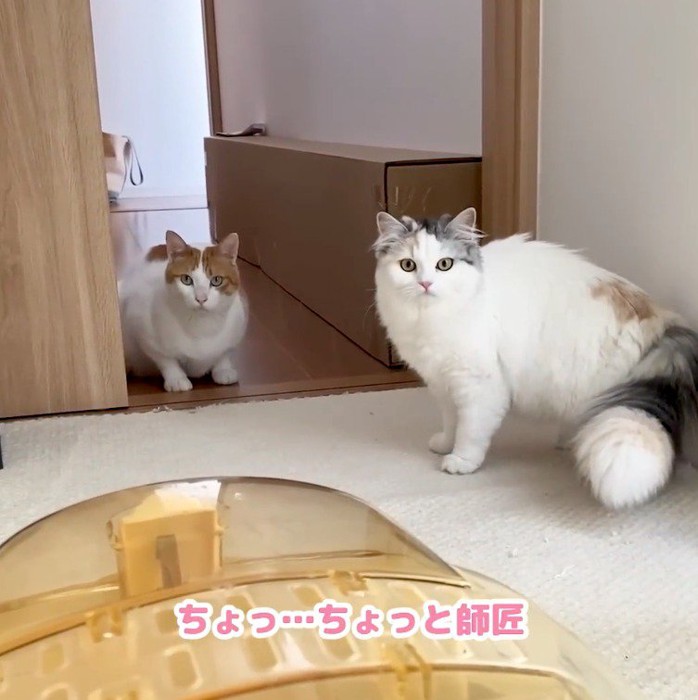 キャリーを見つめる三毛猫とハチワレ猫