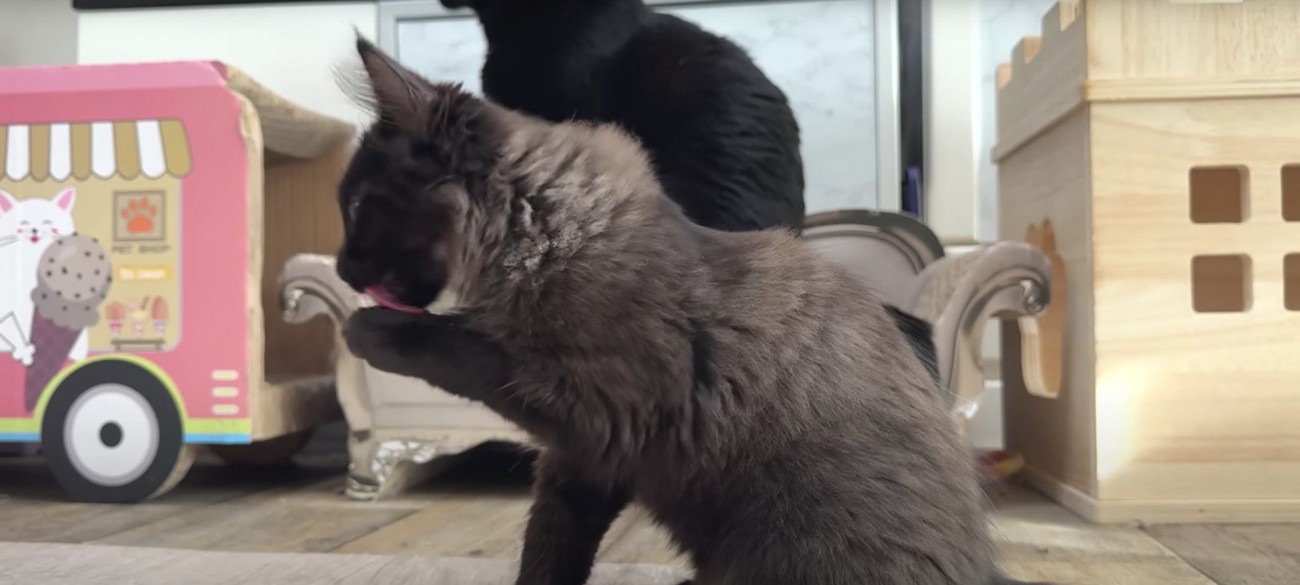 毛づくろいをしている子猫