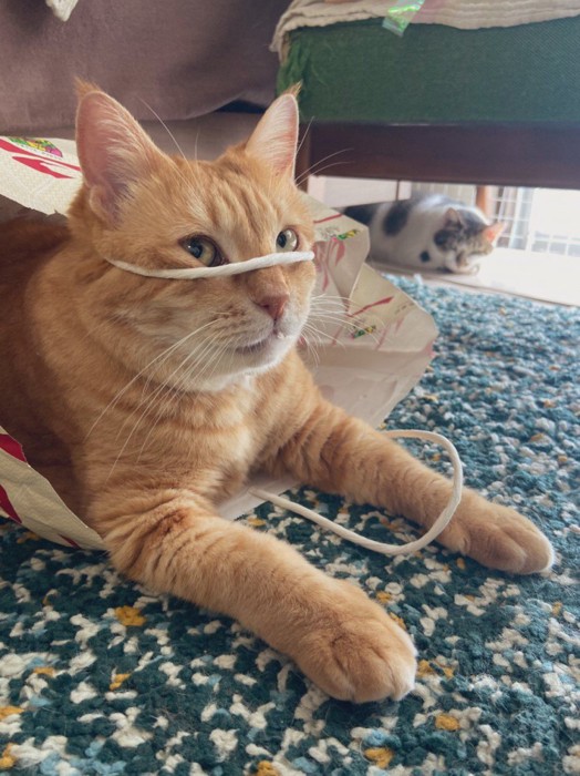 紐を顔にかける猫(目線こっち)