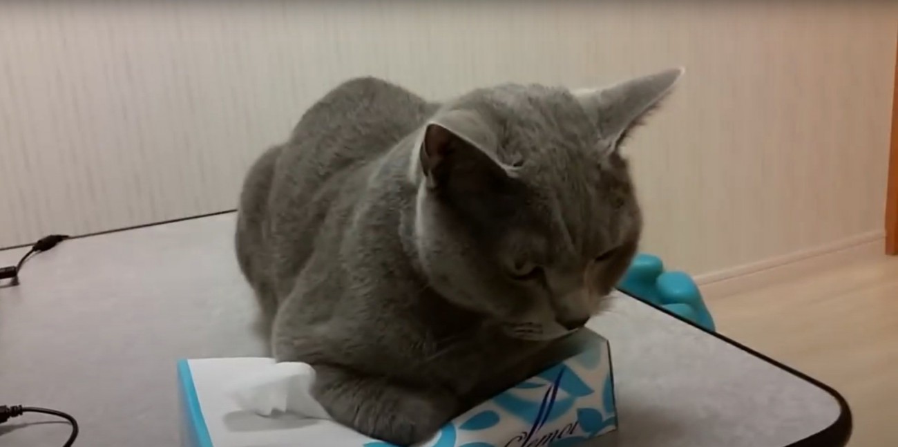 厳しい表情を浮かべるすずまろくん