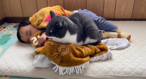 膝掛けの上に座って、少しだけ顔を赤ちゃんの方へやる猫