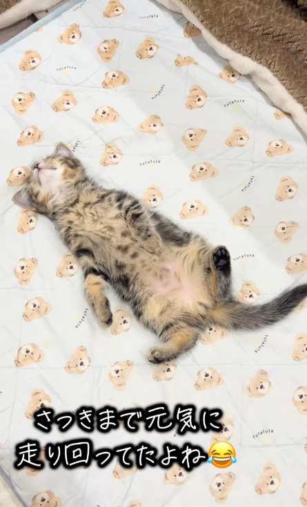 仰向けで寝転がる猫、近くから