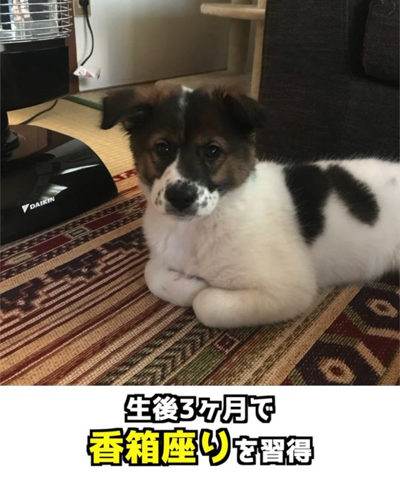香箱座りする子犬