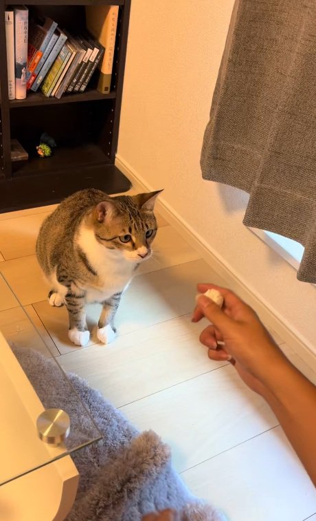 猫の前で白い球を見せる