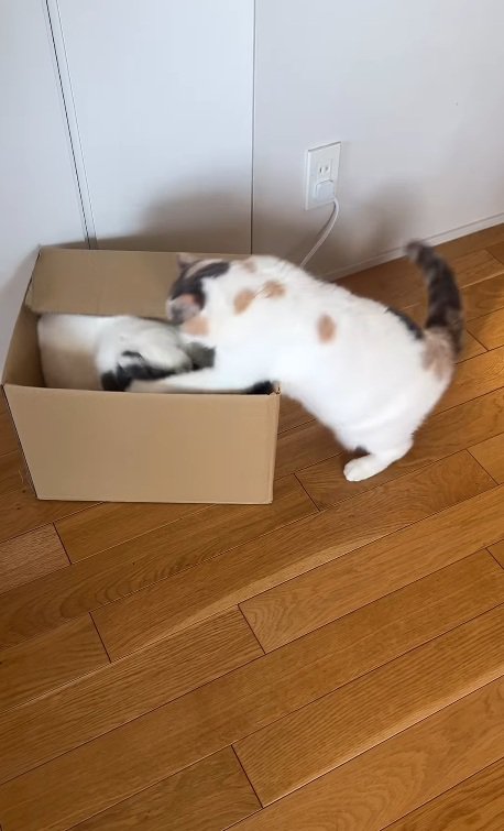 パンチされるカツヲくん