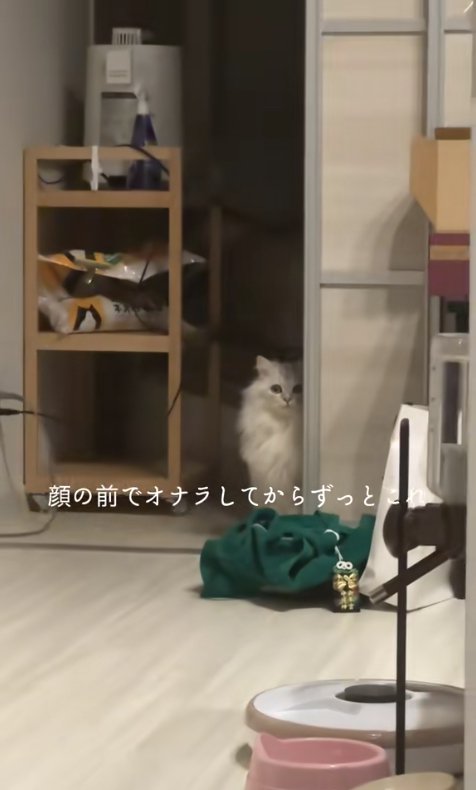 引き戸のそばでお座りをしているカメラ目線の猫(ややヒキ)