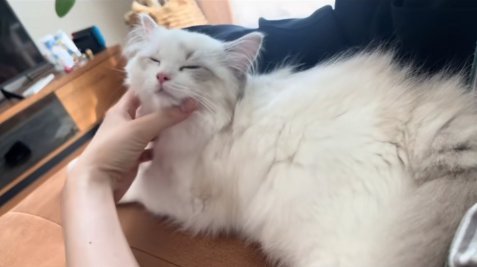 顔を撫でられて目を細めているソファの上の子猫