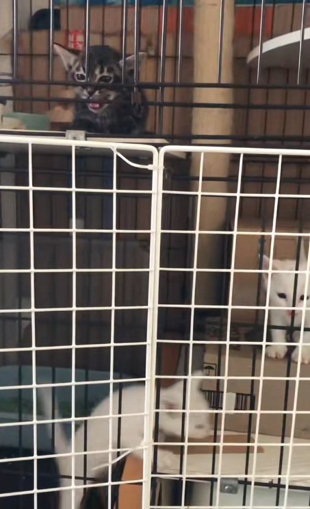 ケージの中で鳴いている子猫