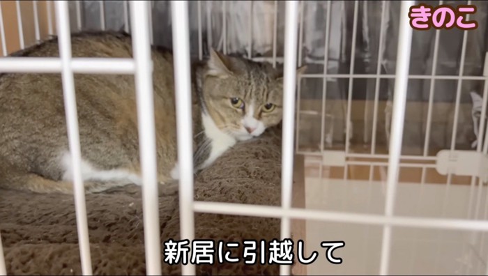 ケージの中からカメラを見つめるキジ白猫